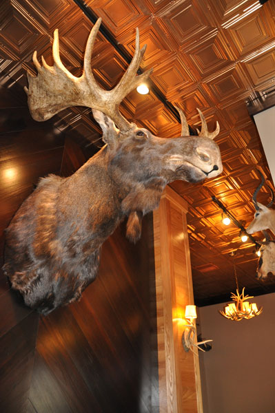 mounted moose head