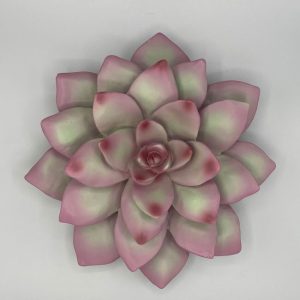 Wall Succulent, Pink