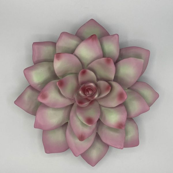 Wall Succulent, Pink